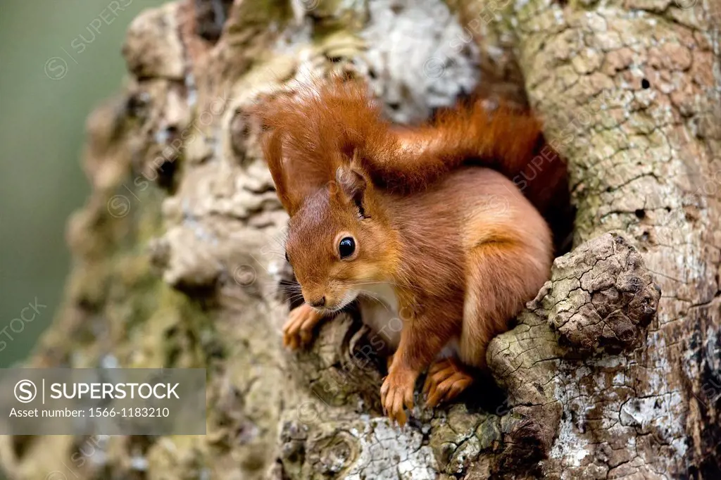 Red Squirrel, sciurus vulgaris, Adult standing at Nest Entrance, Normandy