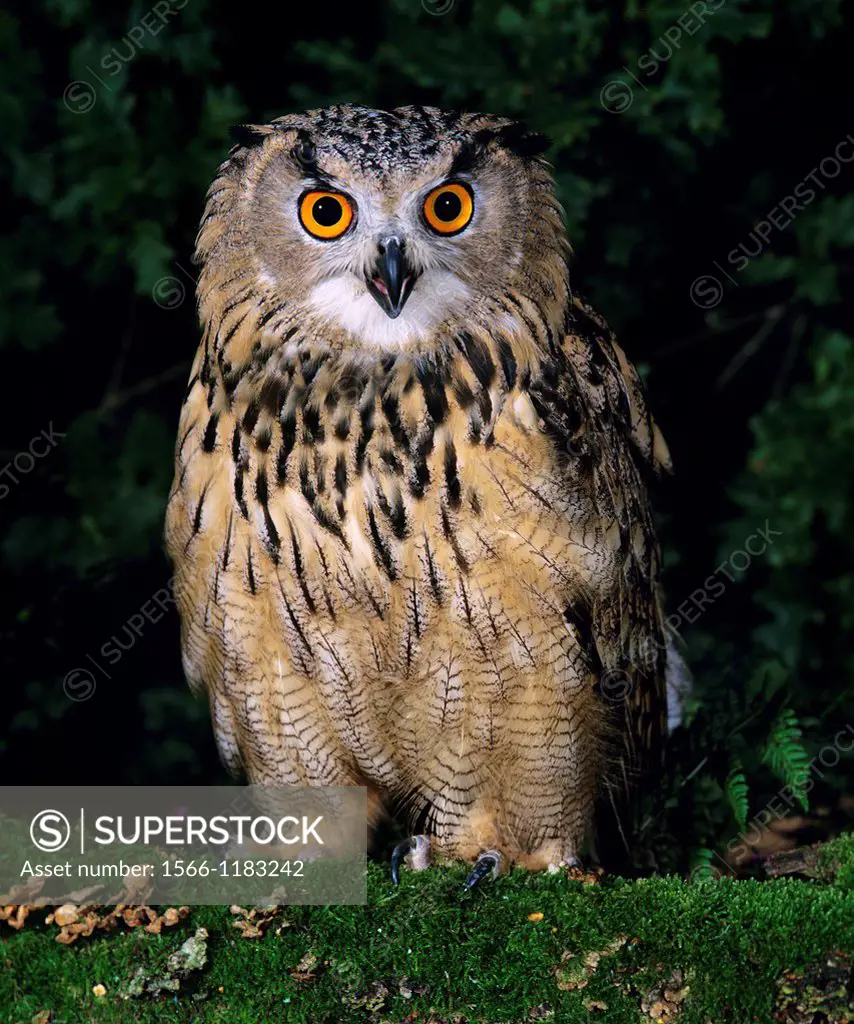 European Eagle Owl, bubo bubo, Adult standing on Moss, Normandy