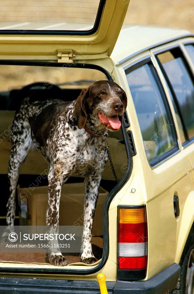 German Short-Haired Pointer, Dog standing in Car Boot