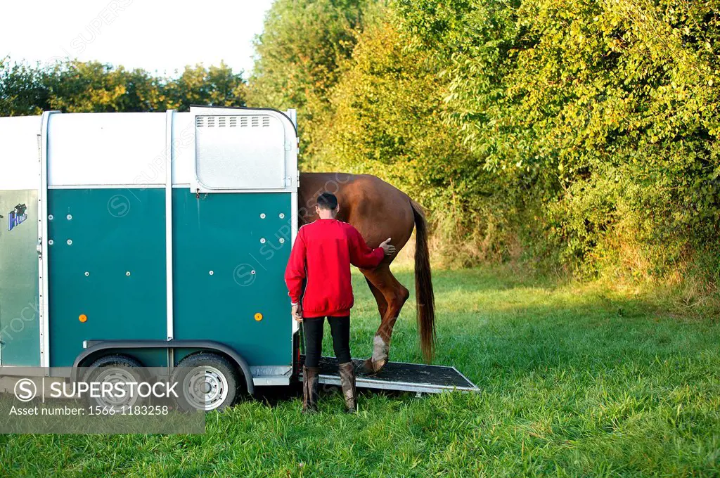 Man with his Selle Francais Horse entering into a Horse trailer
