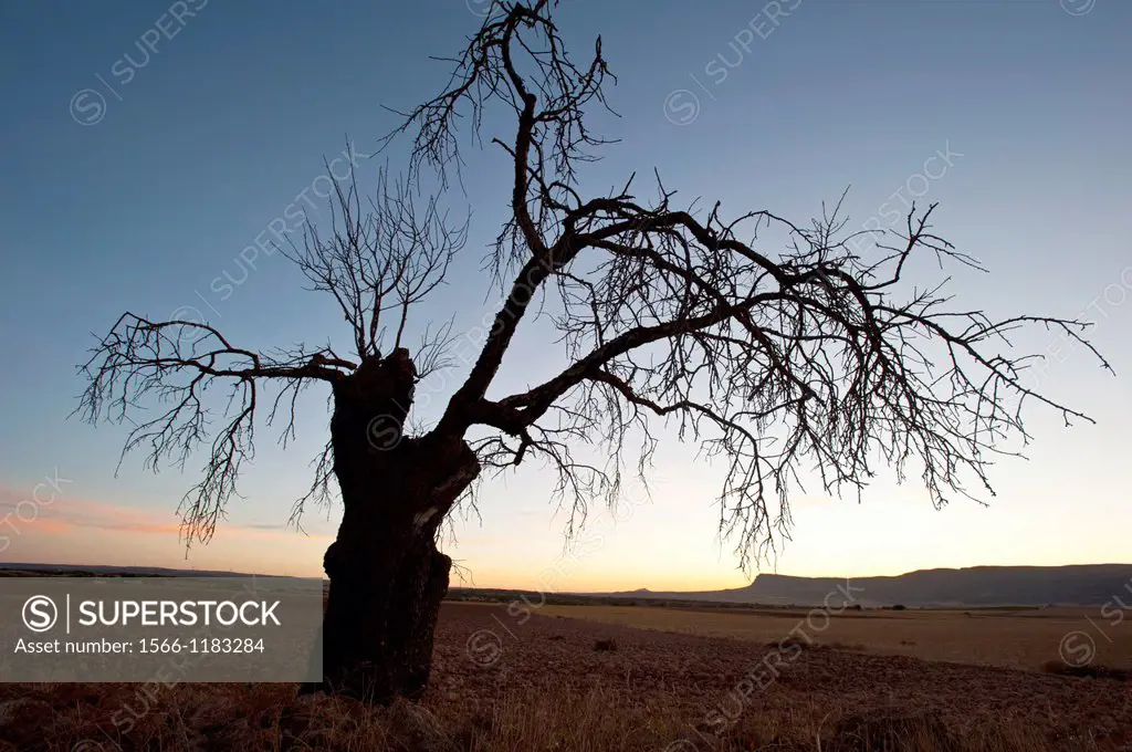 Dry almond tree al sunset Almansa Albacete.