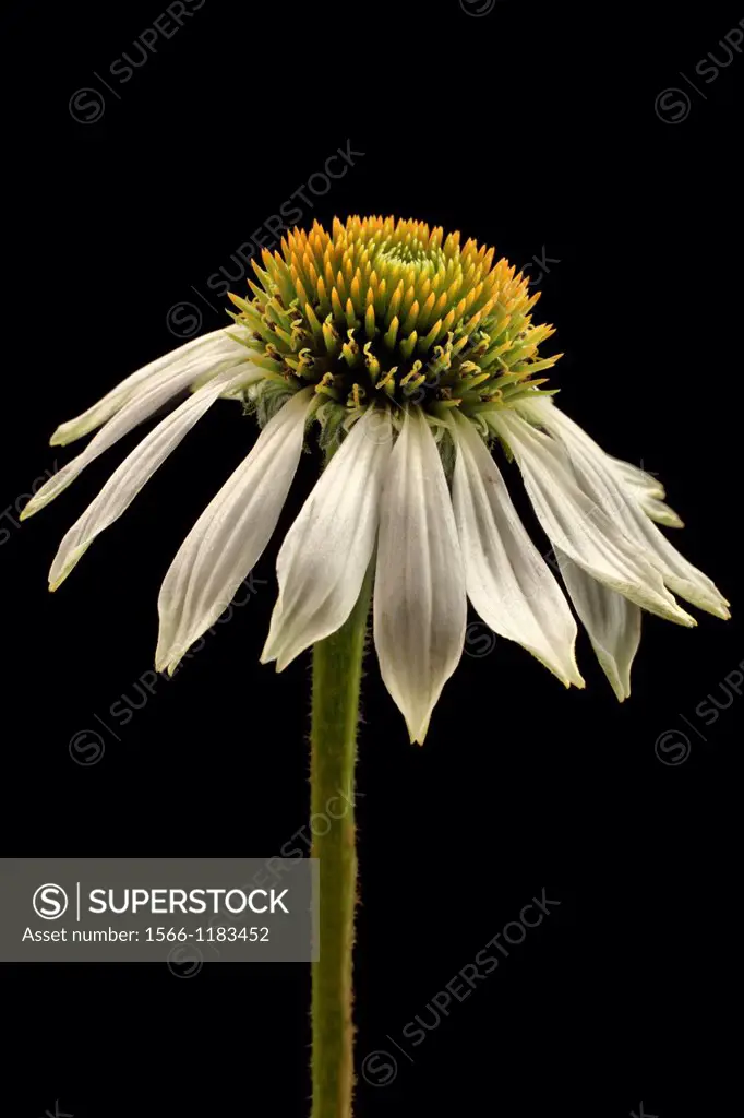 An echinacea flower with drooping petals isolated on a black background.