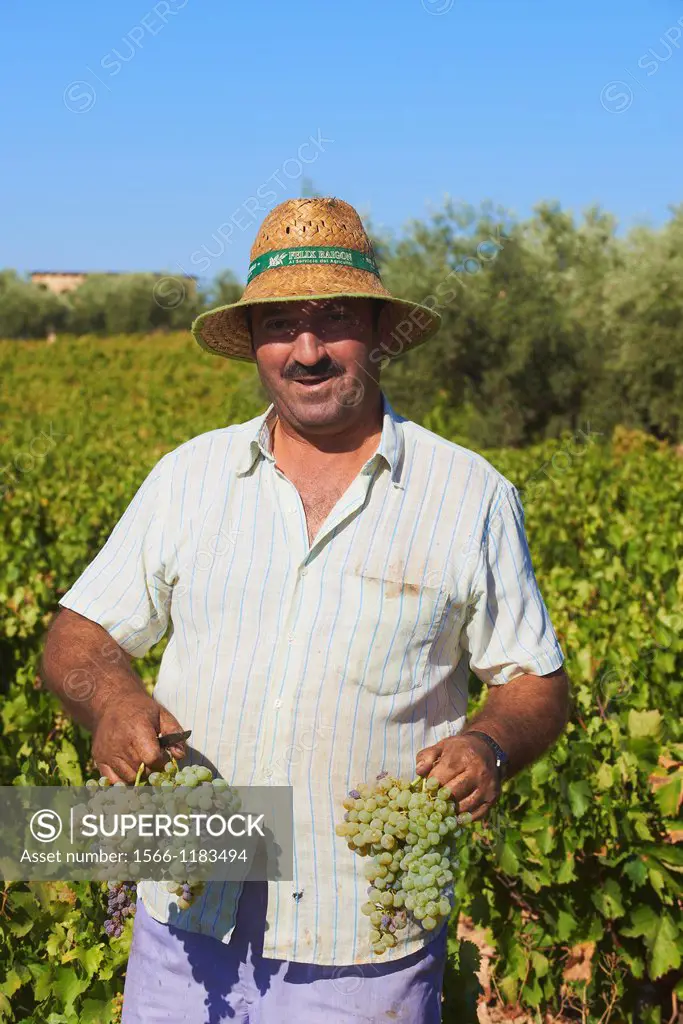 Montilla, Harvesting Pedro Ximenez wine grapes, Bodegas Cabriñana, Vintage in a vineyard in Montilla, Montilla-Moriles area, Cordoba province, Andalus...