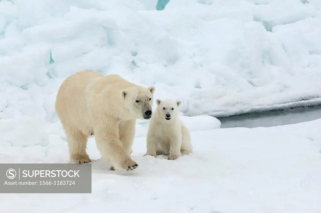 Female polar bear Ursus maritimus and cub, Svalbard Archipelago, Barents Sea, Norway