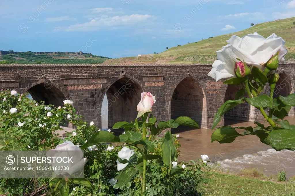 White Roses in front of a Bridge over the Tigris river, Diyarbakir, Eastern Turkey