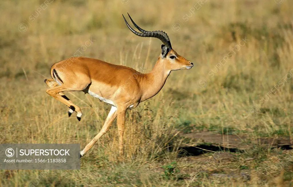 Impala, aepyceros melampus, Male running on Dry Grass, Kenya