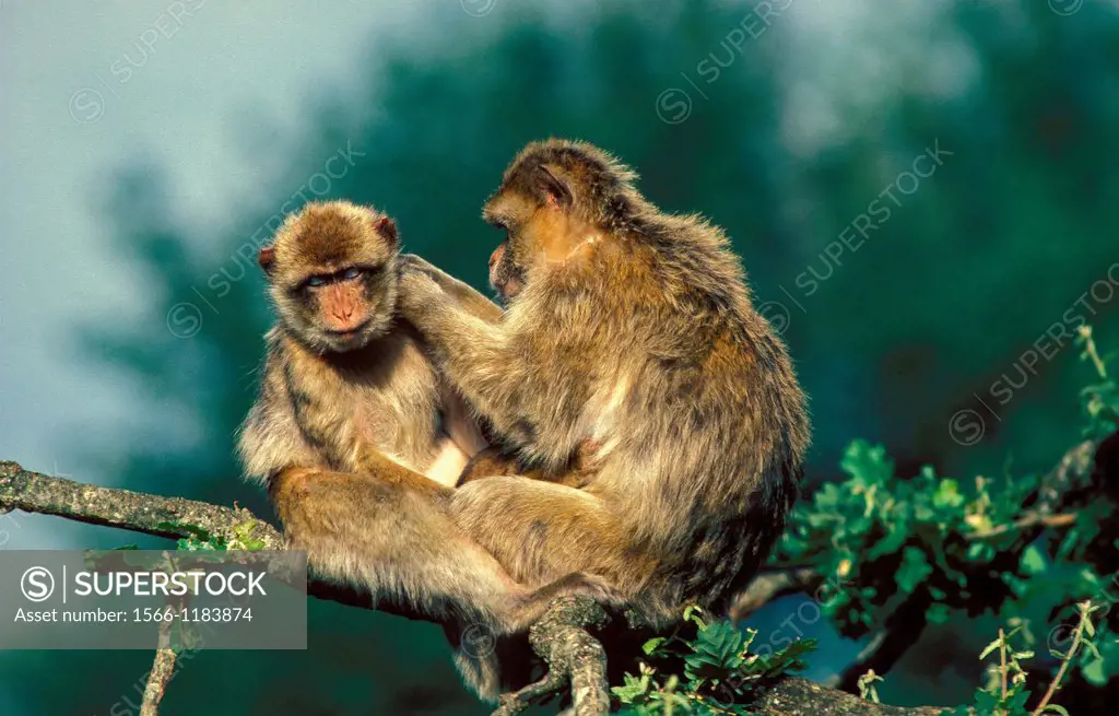 Barbary Macaque, macaca sylvana, Adults Grooming