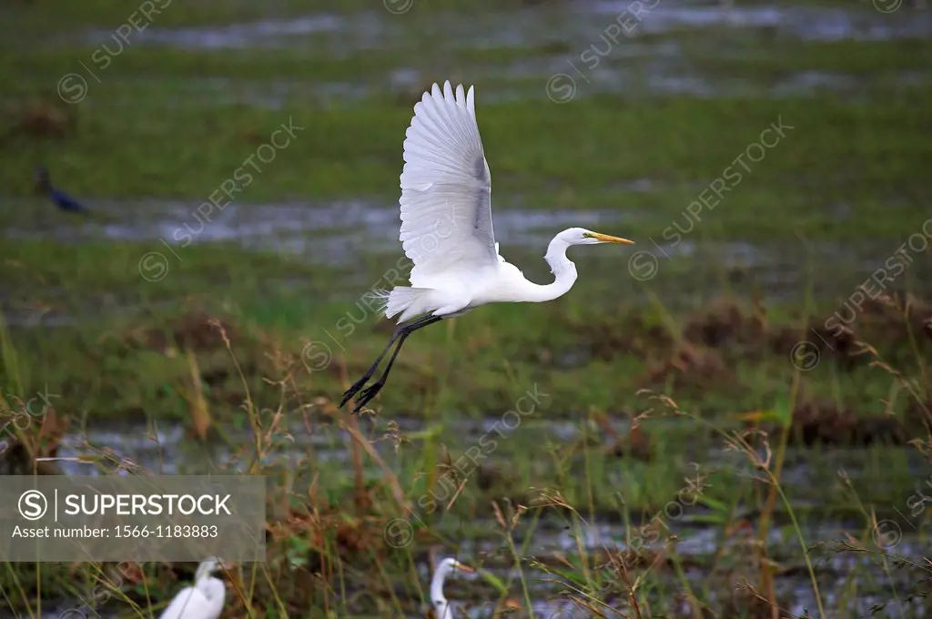 Great White Egret, casmerodius albus, Adult in Flight above Swamp, Flight, Los Lianos in Venezuela