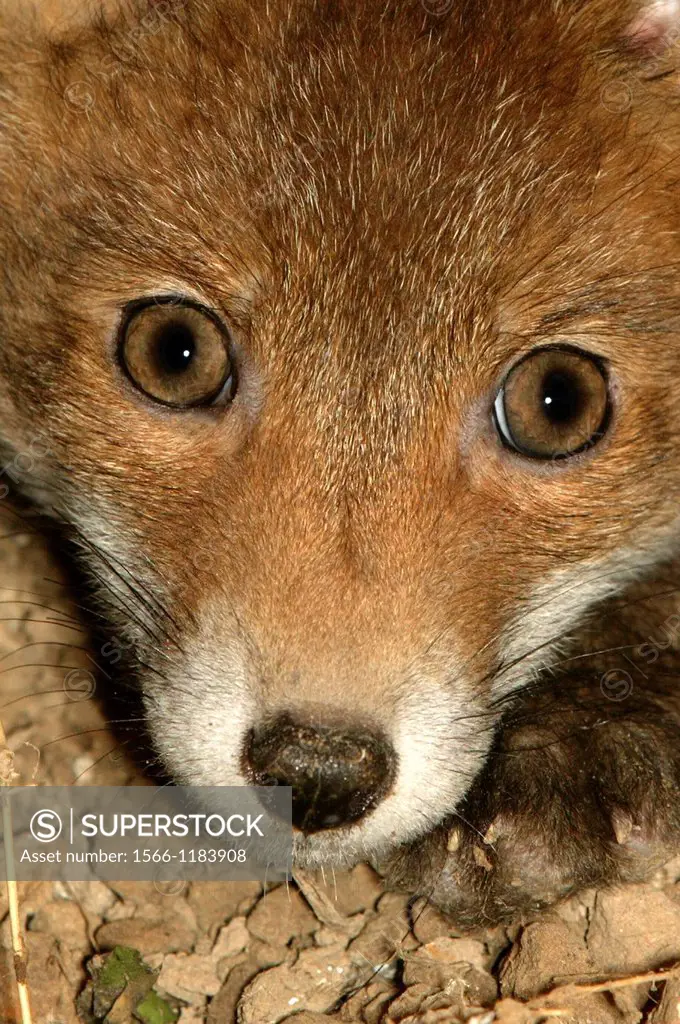 Red Fox, vulpes vulpes, Head of Cub, Close-up, Normandy