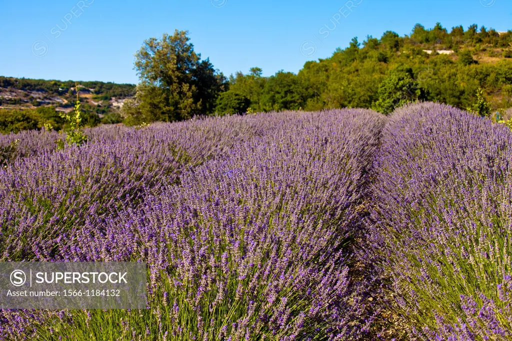 Blooming field of Lavender Lavandula angustifolia around Boux, Luberon Mountains, Vaucluse, Provence-Alpes-Cote d´Azur, Southern France, France, Europ...