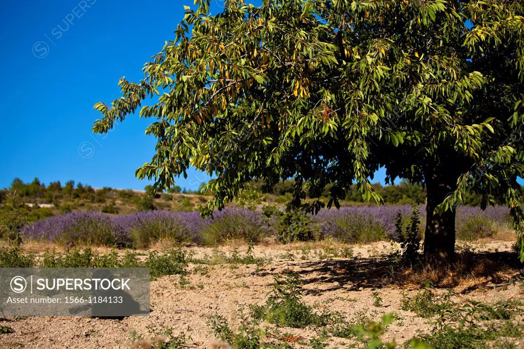 Blooming field of Lavender Lavandula angustifolia around Boux, Luberon Mountains, Vaucluse, Provence-Alpes-Cote d´Azur, Southern France, France, Europ...