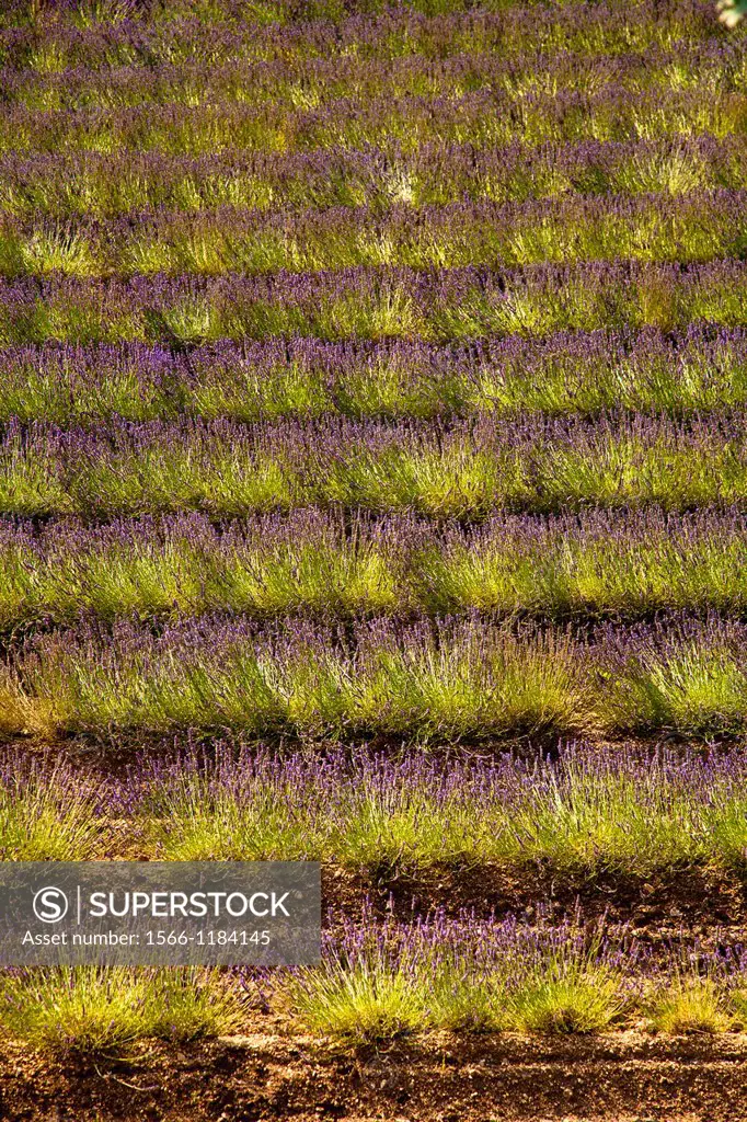 Blooming field of Lavender Lavandula angustifolia, Vaucluse, Provence-Alpes-Cote d´Azur, Southern France, France, Europe, PublicGround