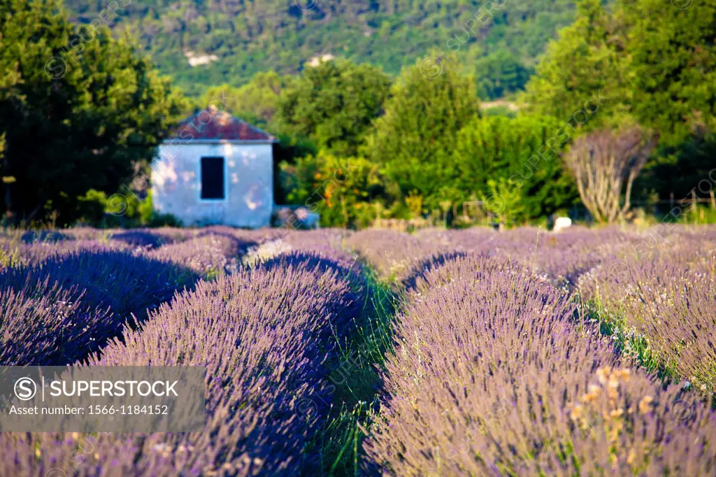 Blooming field of Lavender Lavandula angustifolia Provence-Alpes-Cote d´Azur, Southern France, France, Europe, PublicGround