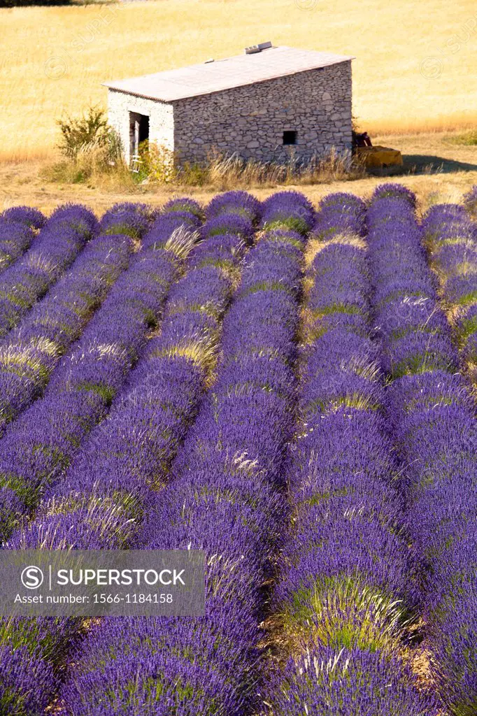 Blooming field of Lavender Lavandula angustifolia, Vaucluse, Provence-Alpes-Cote d´Azur, Southern France, France, Europe, PublicGround