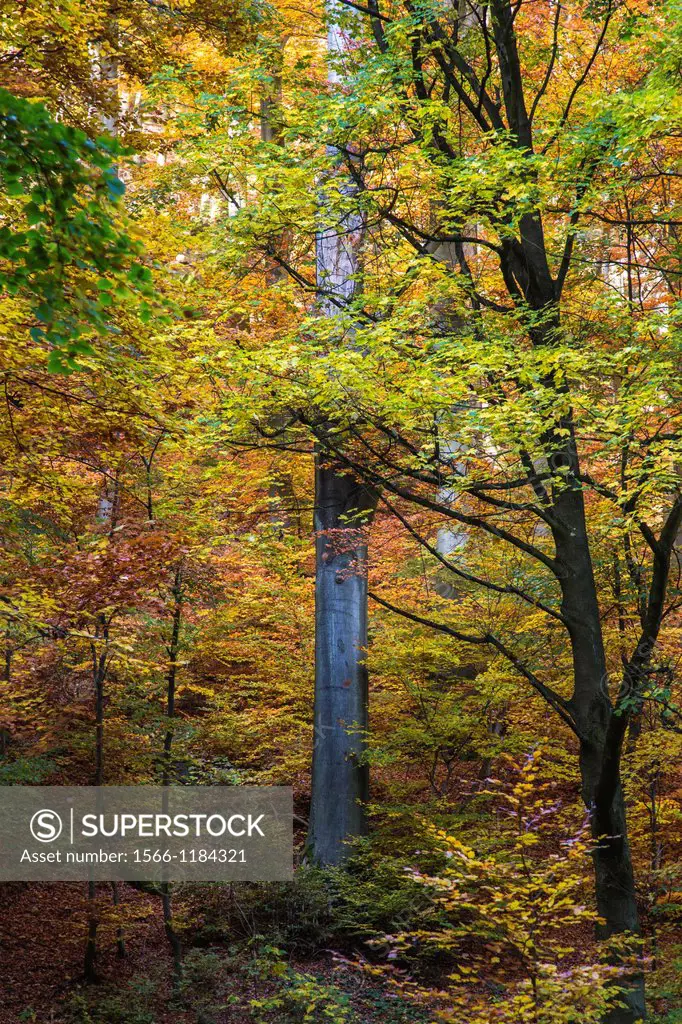 Forest and colorful leaves in autumn, Harz, Germany, Europe