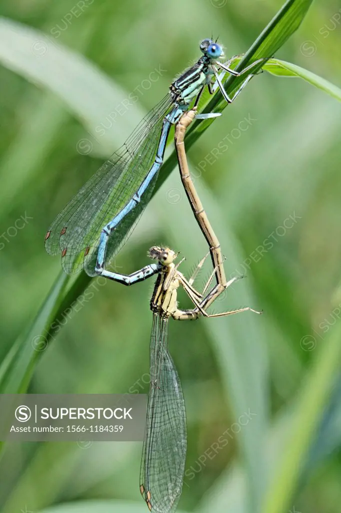 Mating White-legged Damselfly, Platycnemis pennipes  Male is blue and female is gold
