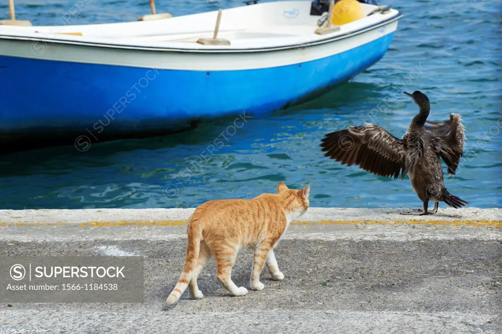 Greece, Cyclades islands, Cyclades cat