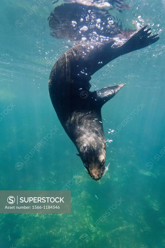 Galapagos fur seal Arctocephalus galapagoensis underwater on Genovesa Island in the Galapagos Island Archipelago, Ecuador