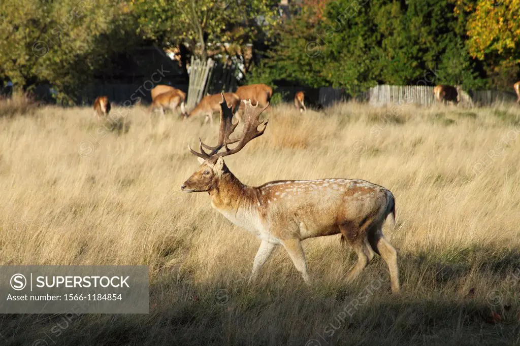 Red Deer Stag Richmond Park Surrey