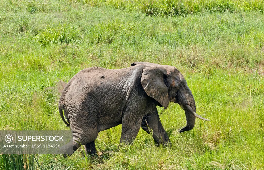 Tarangire National Park Tanzania Africa safari elephant in tall grass