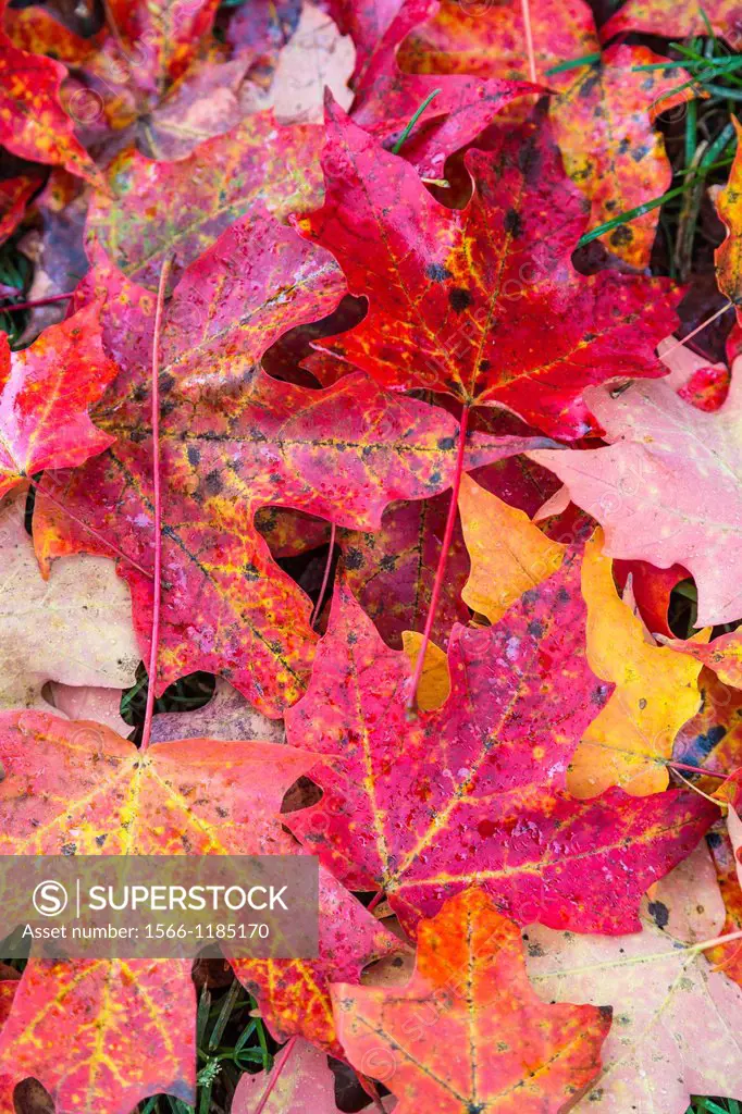 Close up of colorful fallen red leaves, Vermont, USA