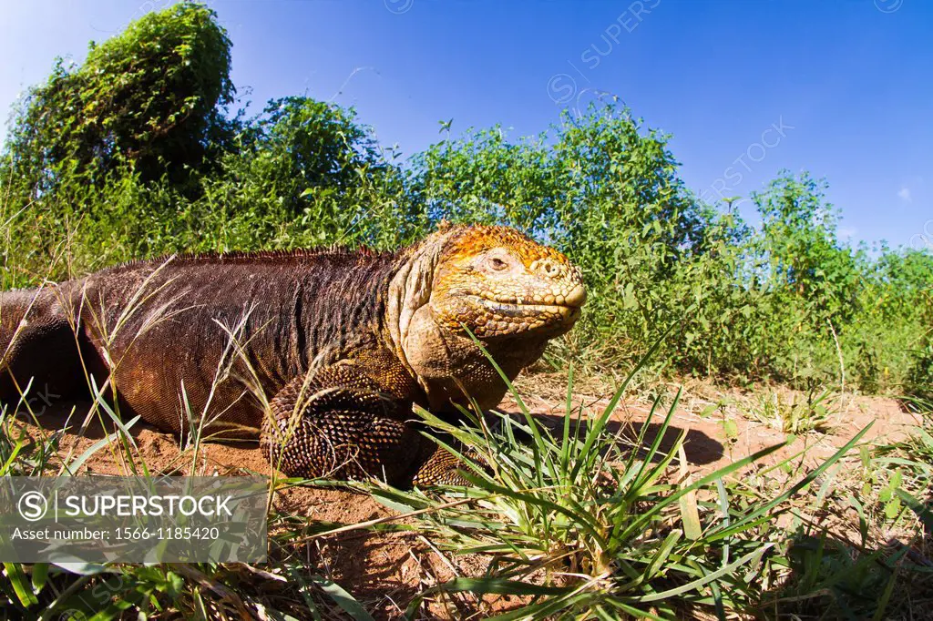 Galapagos land iguana Conolophus subcristatus on Cerro Dragon, Santa Cruz Island, in the Galapagos Island Archipelago, Ecuador