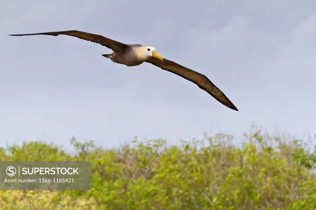 Adult waved albatross Diomedea irrorata in flight on Espanola Island in the Galapagos Island Archipelago, Ecuador