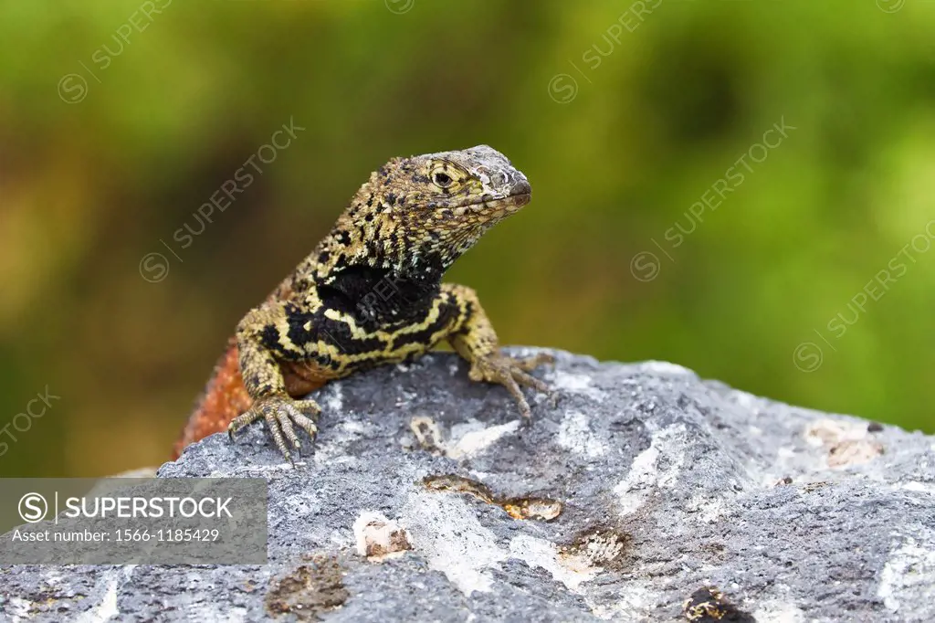 Male lava lizard Microlophus spp at Punta Suarez, Espanola Island, in the Galapagos Island Archipelago, Ecuador