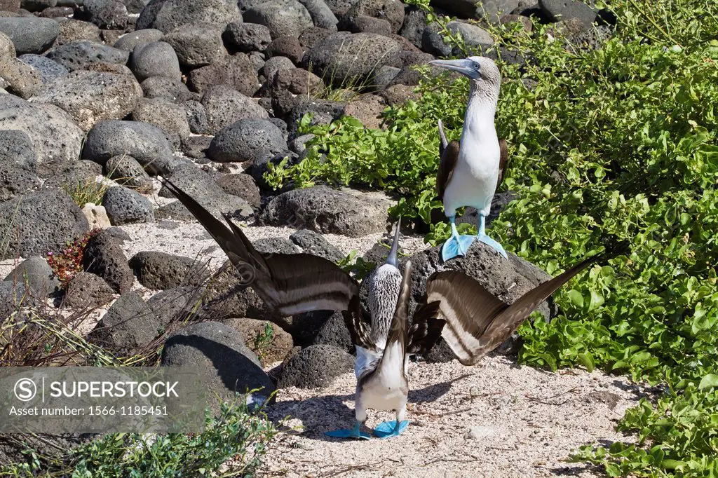 Blue-footed boobies Sula nebouxii in courtship display on North Seymour Island in the Galapagos Island Archipelago, Ecuador