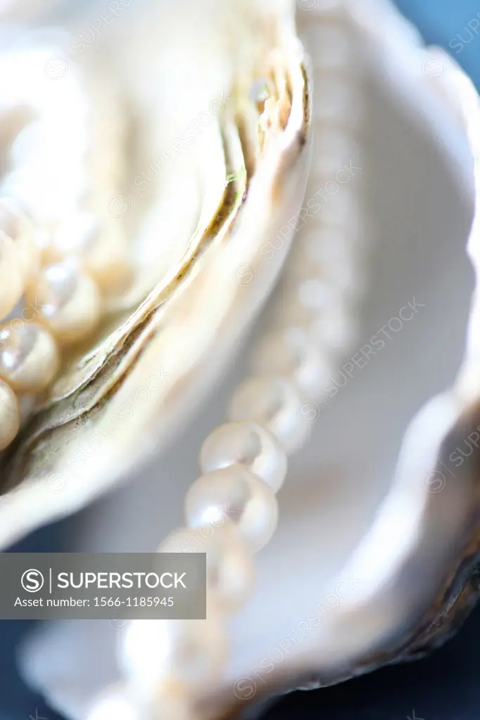 of the sea oyster shells and pearls