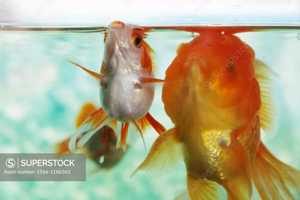 Goldfish and Lion Head, aquarium, Penang, Malaysia.