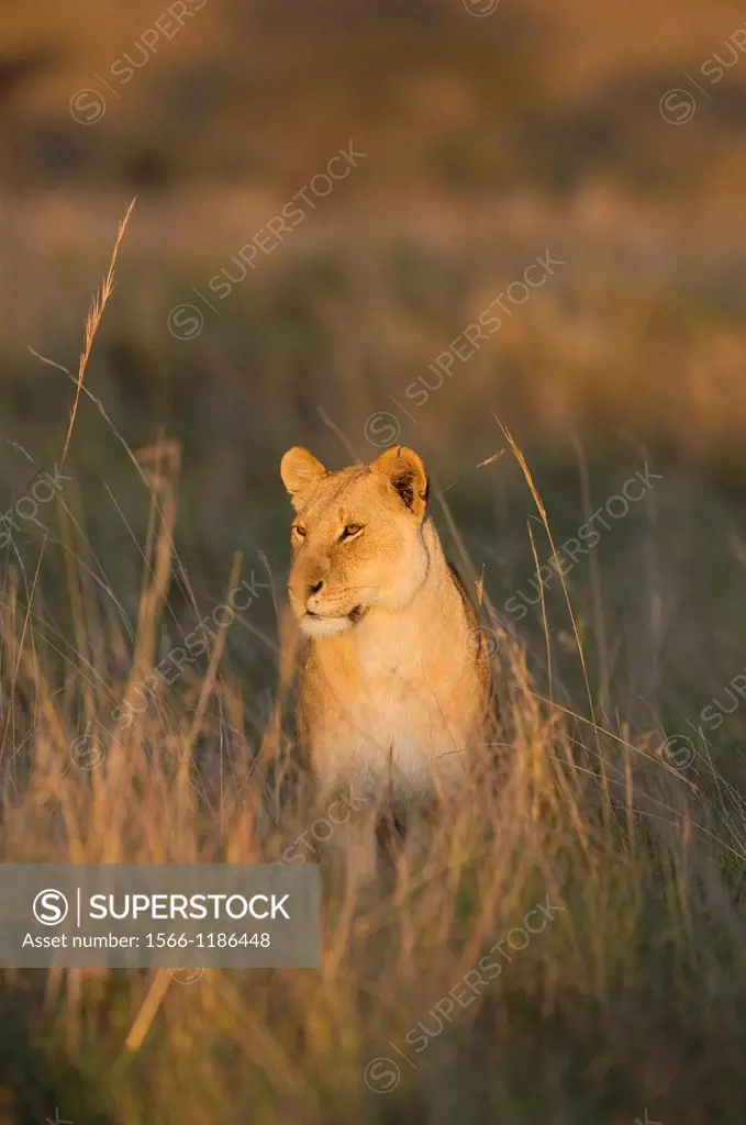 Adult female African Lion Panthera leo on savannah