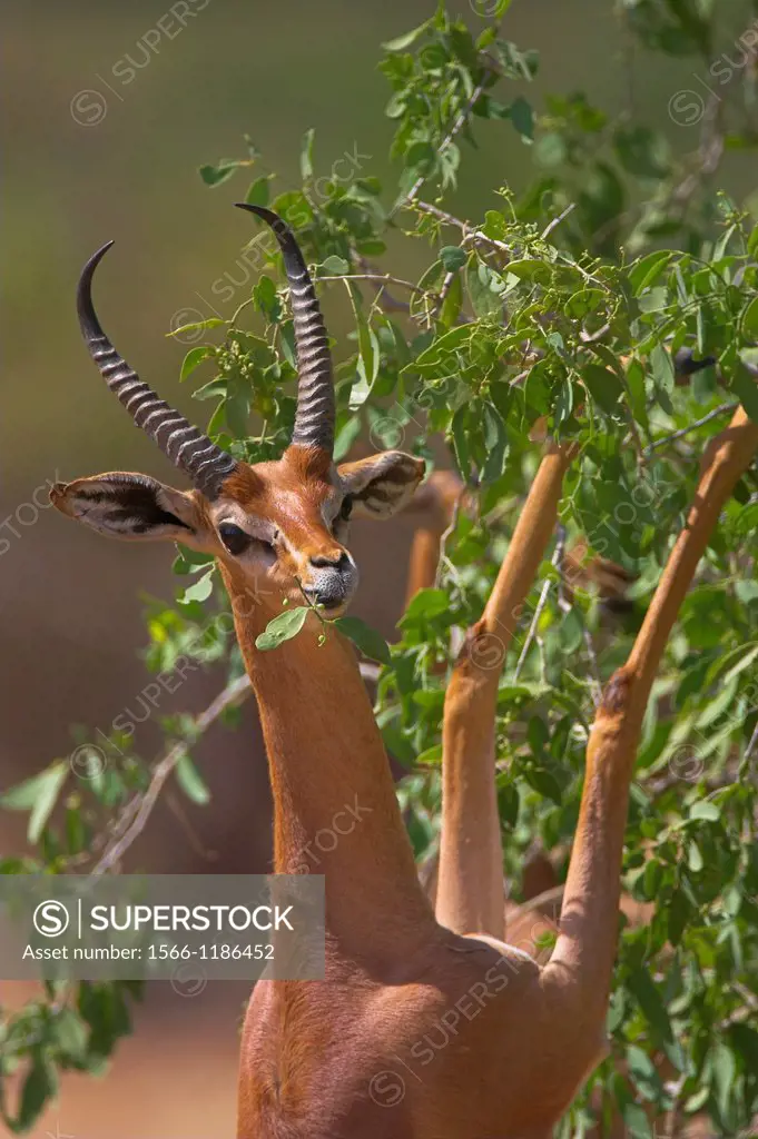 Gerenuk Litocranius walleri aka Waller´s gazelle feeding on bushes in Northern Kenya
