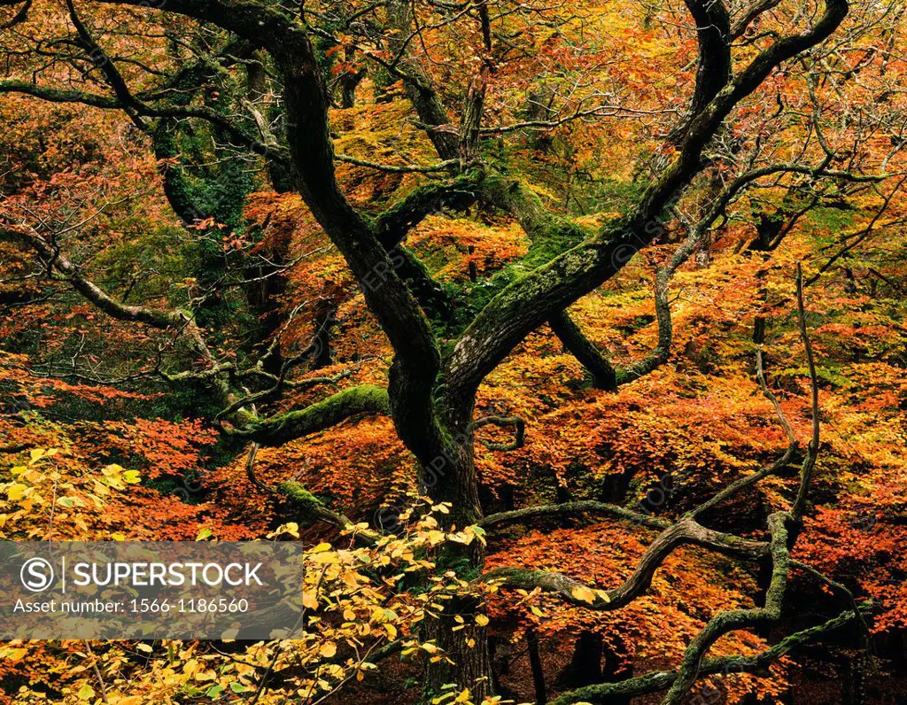 Autumn colours in woodland by the River Teign in Dartmoor, Devon, England