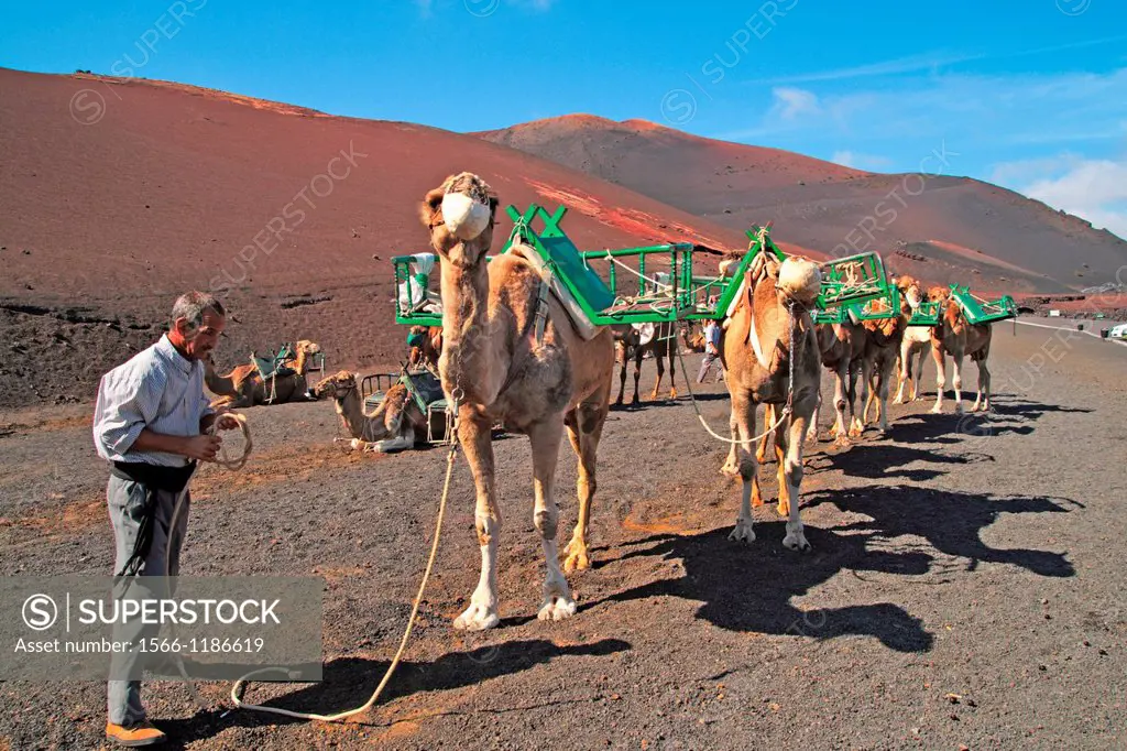 Camels in Timanfaya National Park Lanzarote