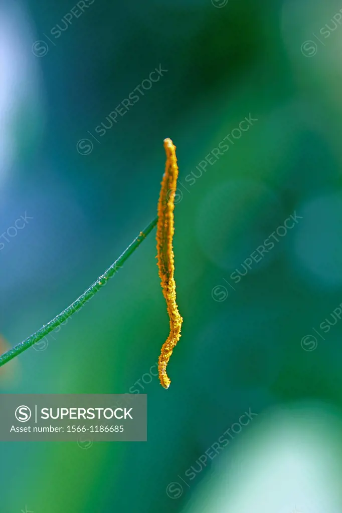 Hymenocallis littoralis, Spider lily
