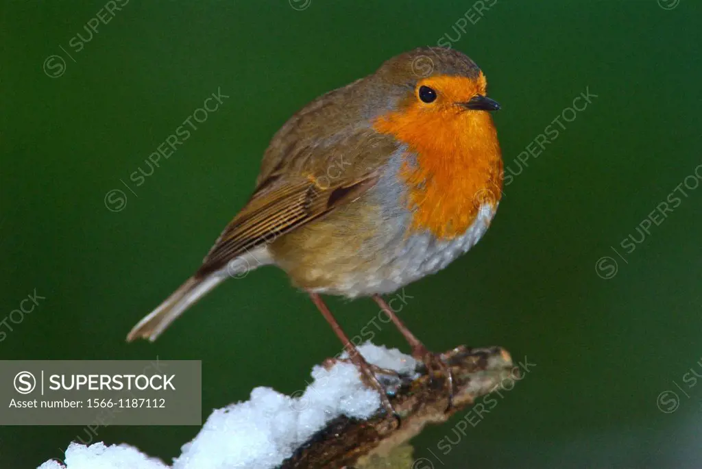 Robin Erithacus rubecula in the snow
