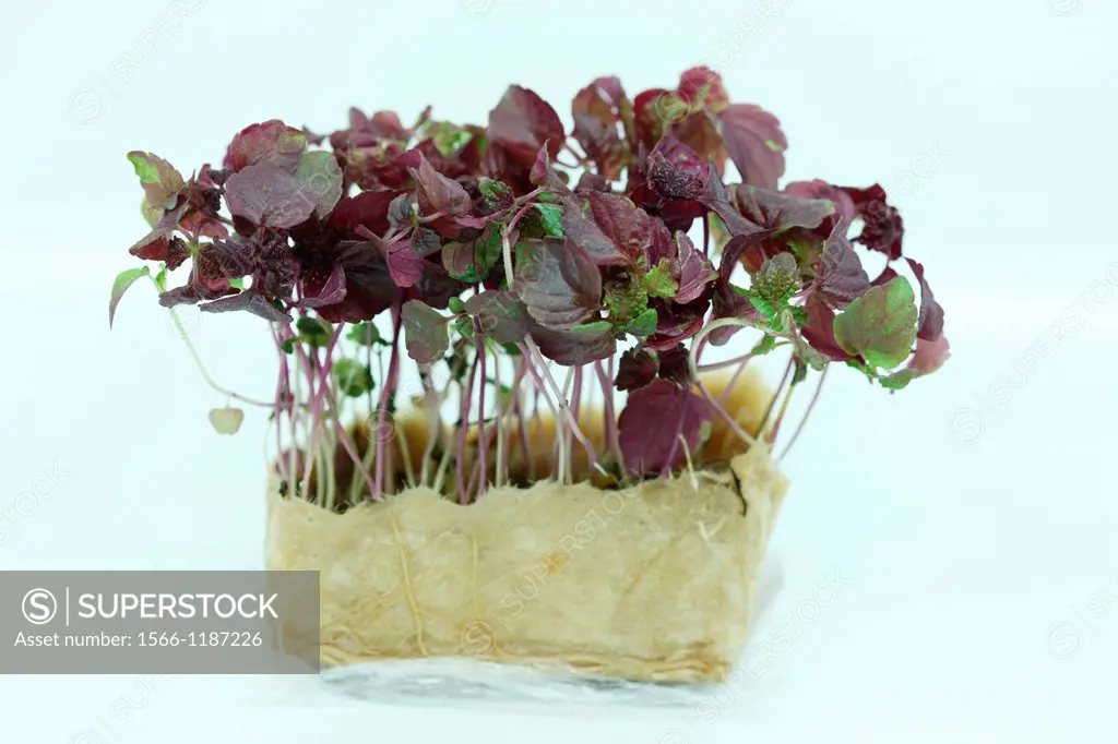 fresh and healthy baby leaf - micro salad