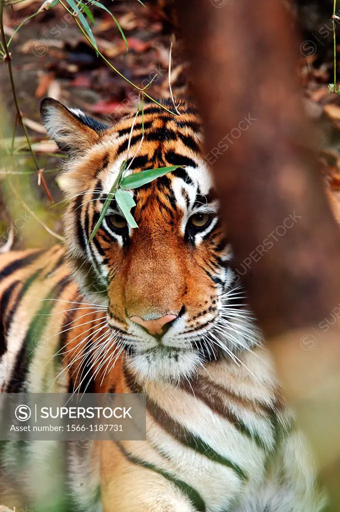Adult female Bengal Tiger Panthera tigris tigris