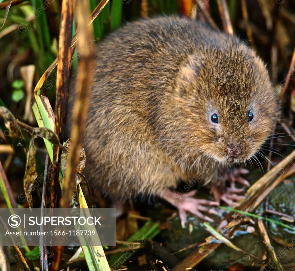 The European water vole or northern water vole, Arvicola amphibius formerly A  terrestris, is a semi-aquatic rodent  It is often informally called the...