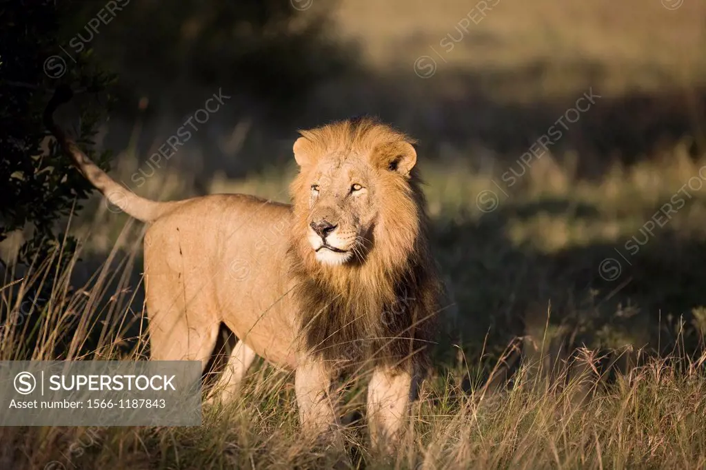 Adult Male African Lion Panthera leo