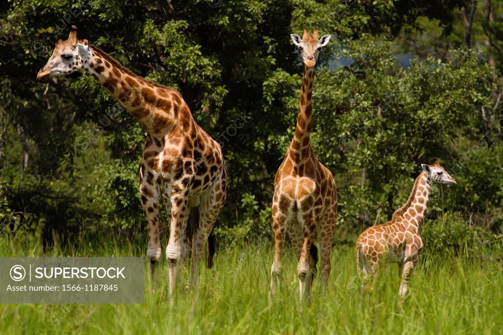 Family group of Rothschild´s Giraffe Giraffa camelopardalis rothschild