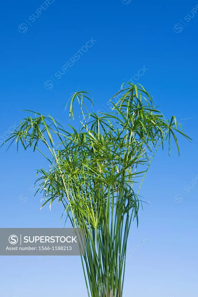 Papyrus Cyperus alternifoius