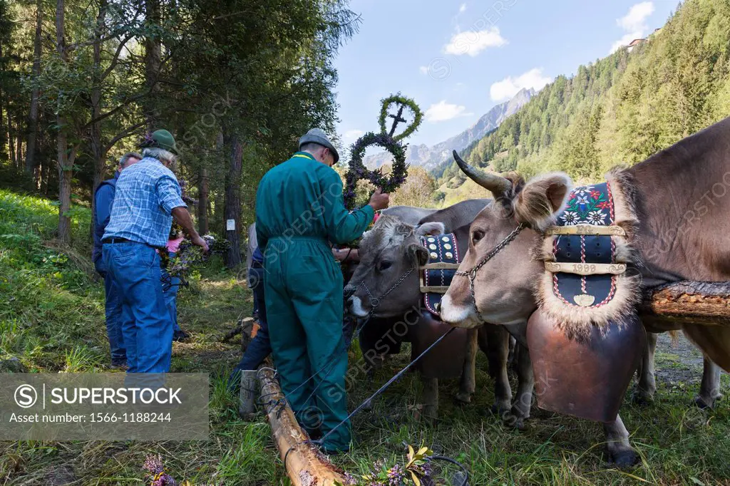 Cows returning from their summer pastures in the mountains for winter Almabtrieb in the valley of Martell val martello  the cows are decorated by the ...