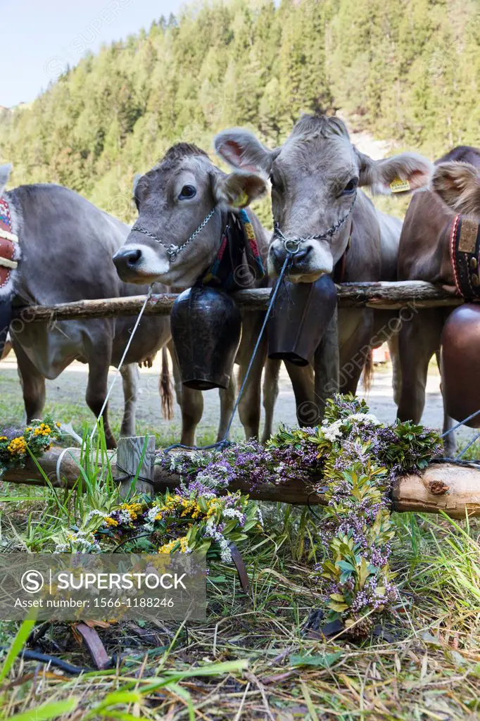 Cows returning from their summer pastures in the mountains for winter Almabtrieb in the valley of Martell val martello  the cows are decorated by the ...