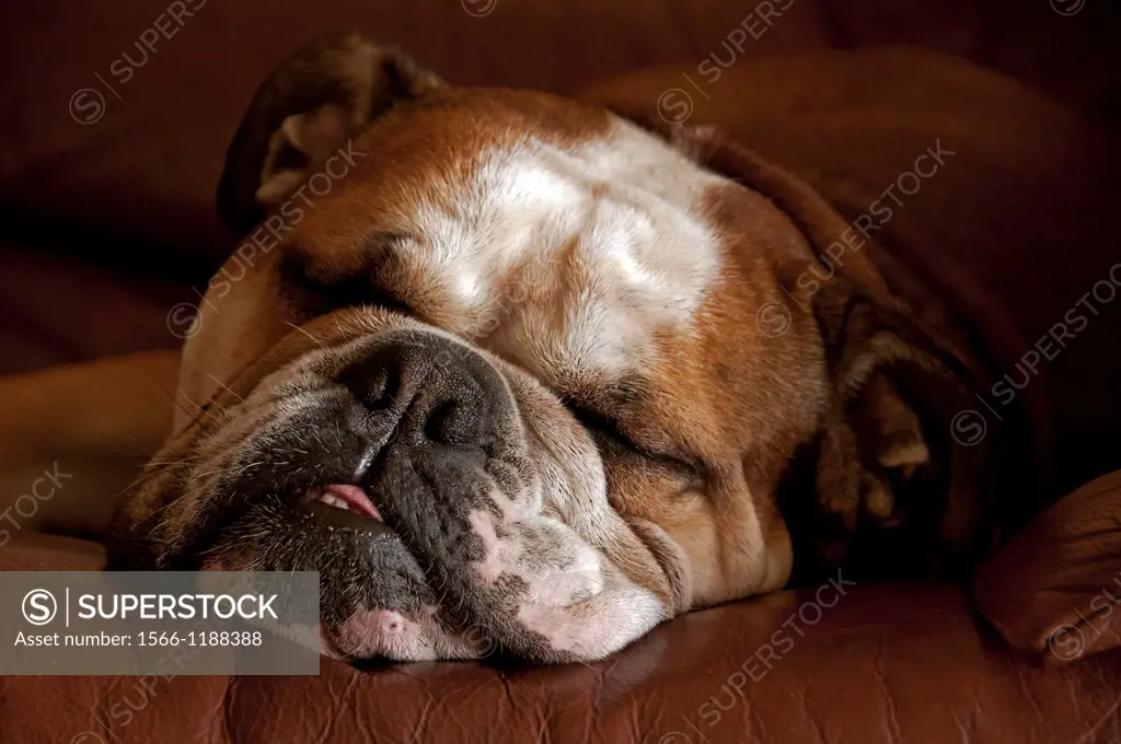 sleeping English bulldog, snout close-up