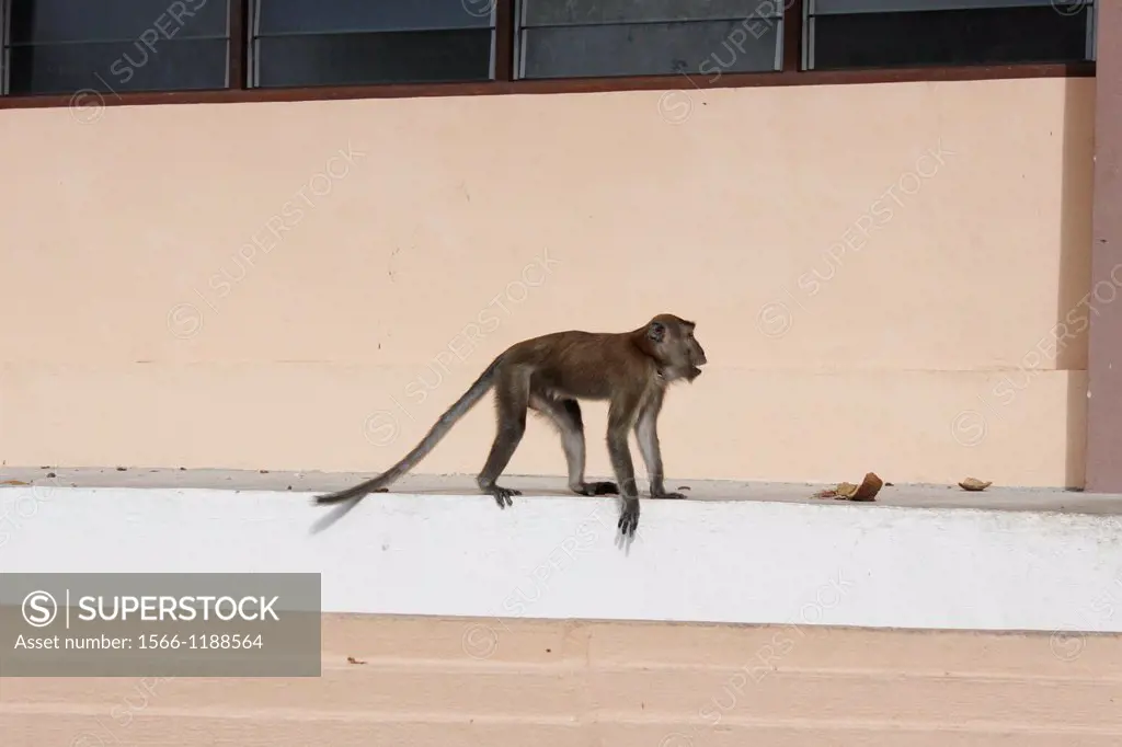 Monkey on the wall of an Hindu temple near Georgetown, Penang, Malaysia.