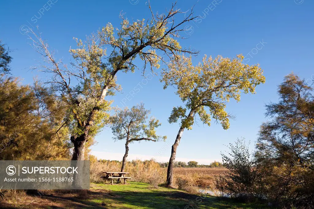 Poplar Populus nigra at Tagus riverside in Villamanrique de Tajo  Madrid  Spain