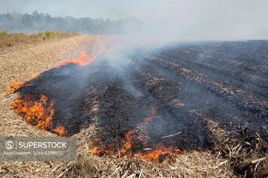 Franklin, Louisiana - Sugar cane fields being burned at harvest time in southern Louisiana