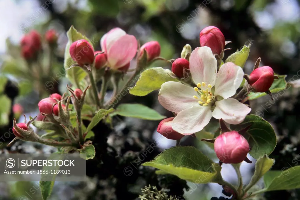 fleurs de pommier,Eaux-Puiseaux,Pays d´Othe,Aube,region Champagne-Ardenne,France,Europe//apple tree blossoms,Eaux-Puiseaux,Pays d´Othe,Aube department...